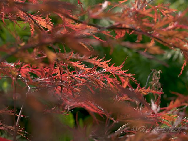 Acer palmatum Red Dragon4.jpg - Acer palmatum Red Dragon